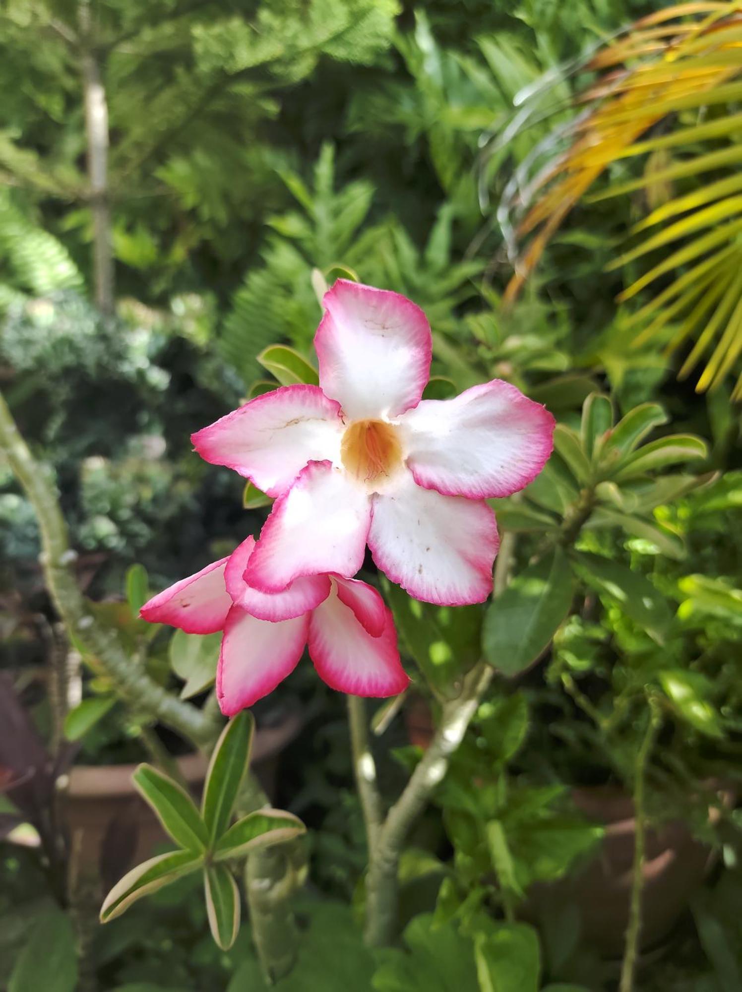 푸앵트-누아르 Location Hibiscus 빌라 외부 사진